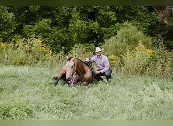 American Quarter Horse, Castrone, 5 Anni, 155 cm, Pelle di daino