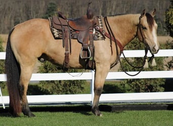 American Quarter Horse, Castrone, 5 Anni, 155 cm, Pelle di daino