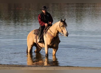 American Quarter Horse, Castrone, 5 Anni, 155 cm, Pelle di daino