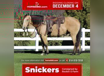 American Quarter Horse, Castrone, 5 Anni, 155 cm, Pelle di daino