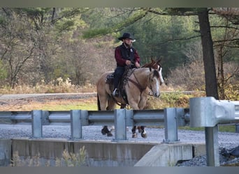 American Quarter Horse, Castrone, 5 Anni, 155 cm, Pelle di daino