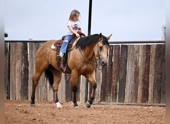 American Quarter Horse, Castrone, 5 Anni, 155 cm, Pelle di daino