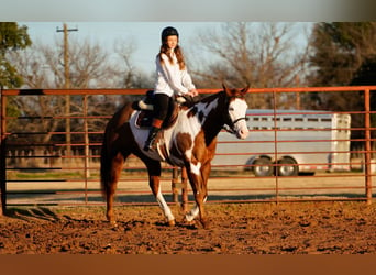 American Quarter Horse Mix, Castrone, 5 Anni, 155 cm