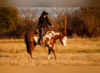 American Quarter Horse Mix, Castrone, 5 Anni, 155 cm