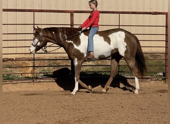 American Quarter Horse Mix, Castrone, 5 Anni, 155 cm