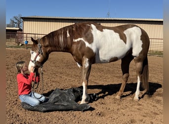 American Quarter Horse Mix, Castrone, 5 Anni, 155 cm