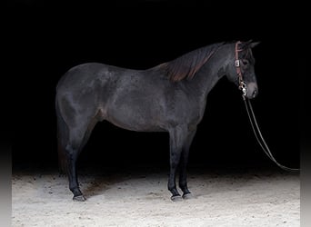 American Quarter Horse, Castrone, 5 Anni, 155 cm, Roano blu
