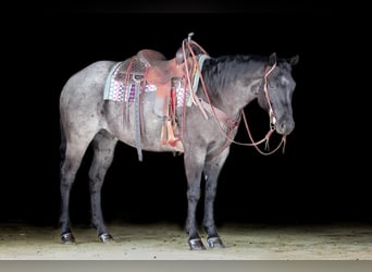 American Quarter Horse, Castrone, 5 Anni, 155 cm, Roano blu