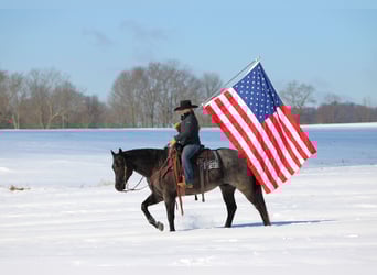 American Quarter Horse, Castrone, 5 Anni, 155 cm, Roano blu