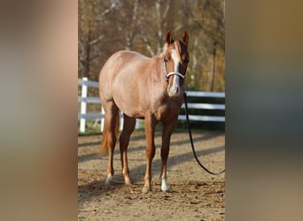 American Quarter Horse, Castrone, 5 Anni, 155 cm, Roano rosso