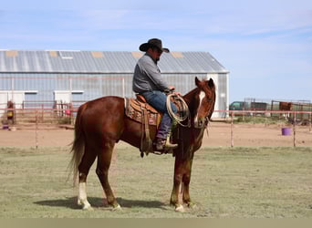 American Quarter Horse, Castrone, 5 Anni, 155 cm, Sauro ciliegia