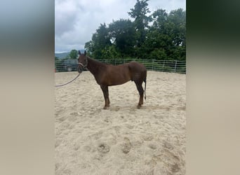 American Quarter Horse, Castrone, 5 Anni, 155 cm, Sauro scuro