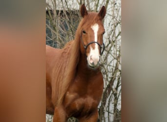 American Quarter Horse, Castrone, 5 Anni, 156 cm, Sauro