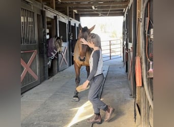 American Quarter Horse Mix, Castrone, 5 Anni, 157 cm, Baio ciliegia