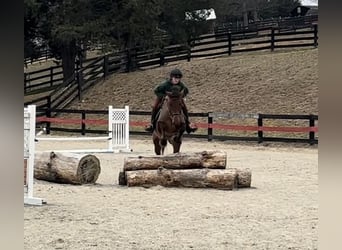 American Quarter Horse Mix, Castrone, 5 Anni, 157 cm, Baio ciliegia