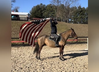 American Quarter Horse Mix, Castrone, 5 Anni, 157 cm, Baio ciliegia