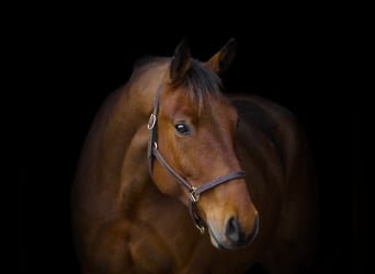 American Quarter Horse Mix, Castrone, 5 Anni, 157 cm, Baio ciliegia
