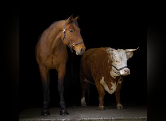 American Quarter Horse Mix, Castrone, 5 Anni, 157 cm, Baio ciliegia