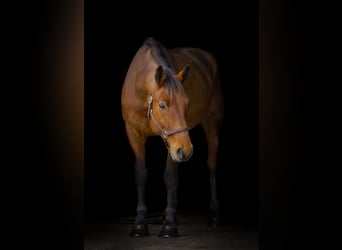 American Quarter Horse Mix, Castrone, 5 Anni, 157 cm, Baio ciliegia
