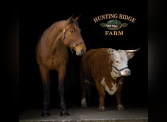 American Quarter Horse Mix, Castrone, 5 Anni, 157 cm, Baio ciliegia