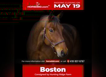 American Quarter Horse Mix, Castrone, 5 Anni, 157 cm, Baio ciliegia