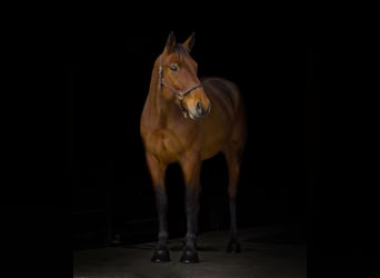 American Quarter Horse Mix, Castrone, 5 Anni, 157 cm, Baio ciliegia