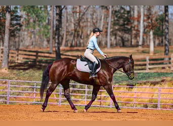 American Quarter Horse, Castrone, 5 Anni, 157 cm, Baio ciliegia