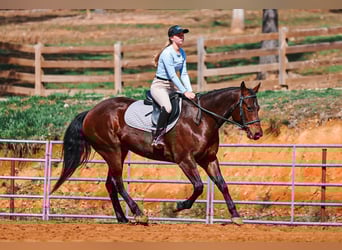 American Quarter Horse, Castrone, 5 Anni, 157 cm, Baio ciliegia