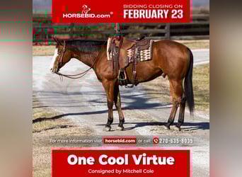 American Quarter Horse, Castrone, 5 Anni, 157 cm, Baio ciliegia