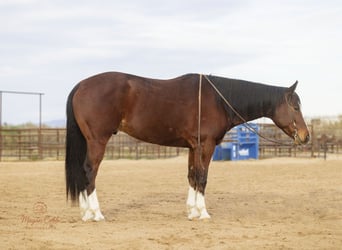 American Quarter Horse, Castrone, 5 Anni, 157 cm, Baio ciliegia