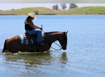 American Quarter Horse, Castrone, 5 Anni, 157 cm, Baio roano