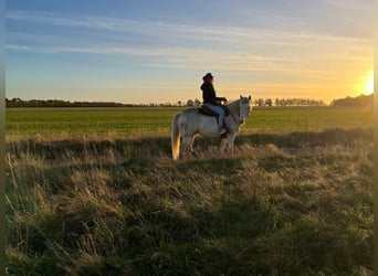 American Quarter Horse Mix, Castrone, 5 Anni, 157 cm, Cremello