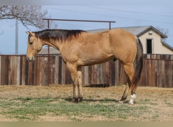 American Quarter Horse, Castrone, 5 Anni, 157 cm, Falbo