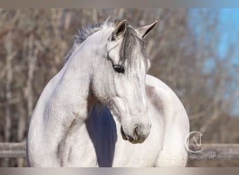 American Quarter Horse Mix, Castrone, 5 Anni, 157 cm, Grigio