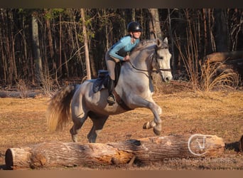 American Quarter Horse Mix, Castrone, 5 Anni, 157 cm, Grigio