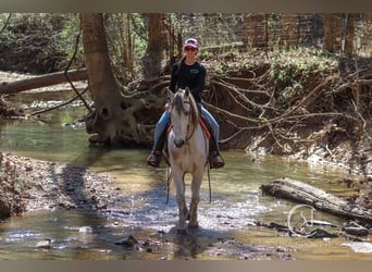 American Quarter Horse Mix, Castrone, 5 Anni, 157 cm, Grigio