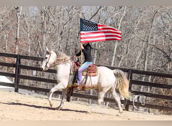 American Quarter Horse Mix, Castrone, 5 Anni, 157 cm, Grigio