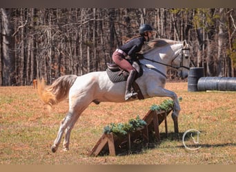 American Quarter Horse Mix, Castrone, 5 Anni, 157 cm, Grigio