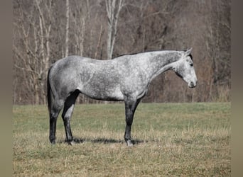 American Quarter Horse, Castrone, 5 Anni, 157 cm, Grigio pezzato
