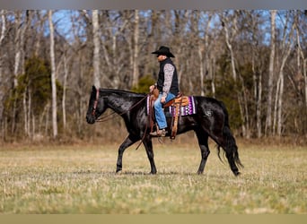 American Quarter Horse, Castrone, 5 Anni, 157 cm, Morello