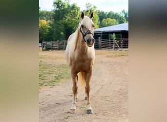 American Quarter Horse, Castrone, 5 Anni, 157 cm, Palomino