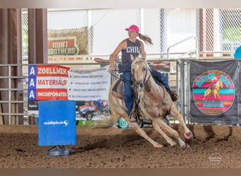 American Quarter Horse, Castrone, 5 Anni, 157 cm, Palomino