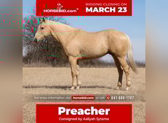 American Quarter Horse, Castrone, 5 Anni, 157 cm, Palomino