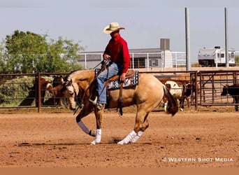 American Quarter Horse, Castrone, 5 Anni, 157 cm, Pelle di daino
