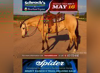 American Quarter Horse, Castrone, 5 Anni, 157 cm, Pelle di daino