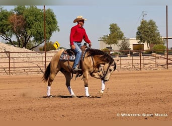 American Quarter Horse, Castrone, 5 Anni, 157 cm, Pelle di daino