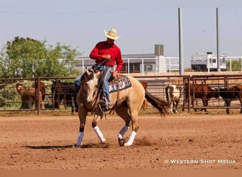 American Quarter Horse, Castrone, 5 Anni, 157 cm, Pelle di daino