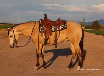 American Quarter Horse, Castrone, 5 Anni, 157 cm, Pelle di daino