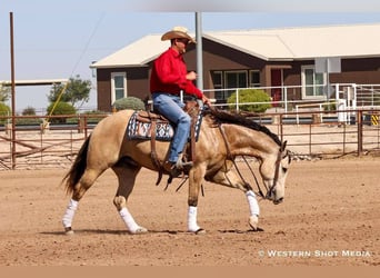 American Quarter Horse, Castrone, 5 Anni, 157 cm, Pelle di daino