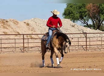 American Quarter Horse, Castrone, 5 Anni, 157 cm, Pelle di daino
